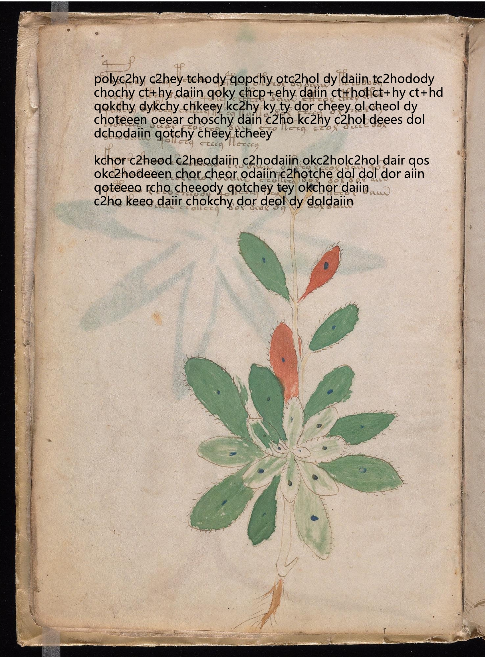 Folio 7v glyph overlay on parchment